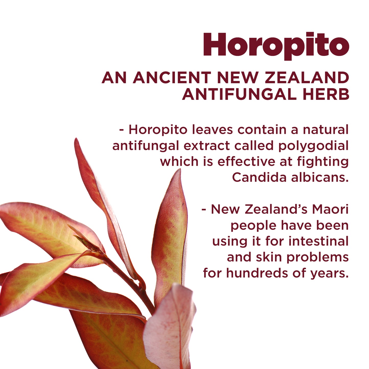 Kolorex Horopito Practitioner 60 Soft Capsules